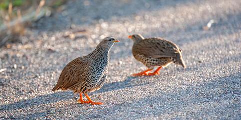 Natal Spurfowl ( Pternistis natalensis) Marakele National Park, South Africa