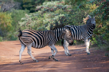 Fototapeta na wymiar Burchells Zebra (Equus burchelli) Marakele National Park, South Africa