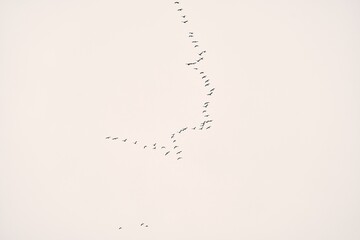 Flock of birds isolated in the sky