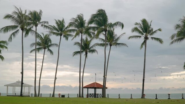 Tanjung Aru Beach -Tall Coconut Palm Trees and Summer Pavilions by the Sea on Sunset with Dramatic Skyline At Shangri-la Resort, Kota Kinabalu