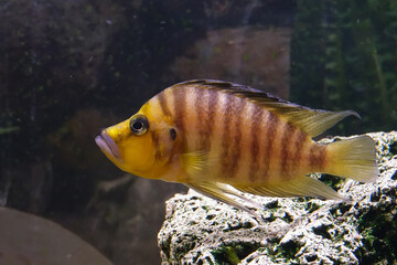 Altolamprologus compressiceps is a cichlid endemic to the southern shoreline of Lake Tanganyika in eastern Africa.