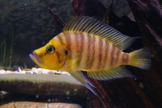 Altolamprologus compressiceps is a cichlid endemic to the southern shoreline of Lake Tanganyika in eastern Africa.