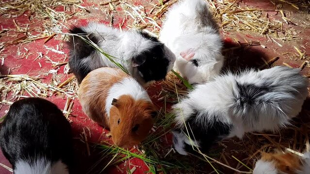 Abyssinian Guinea Pigs feeding on hay and grass in a farm barn. Real time