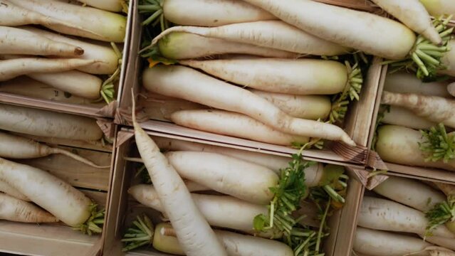 Pan shot of Mooli or Daikon, Raphanus sativus, displayed on a market stall
