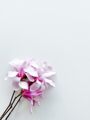 Closeup photo of pink magnolia flowers, isolated