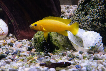 Neolamprologus leleupi (lemon cichlid) is a species of cichlid endemic to Lake Tanganyika.