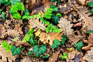 autumn leaves in the forest