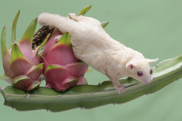 A mother sugar glider was looking for food on a dragon fruit tree that was bearing fruit. This mammal has the scientific name Petaurus breviceps.