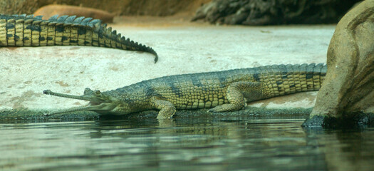 The gharial (Gavialis gangeticus) belongs to the world's most precious crocodiles