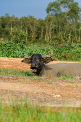 Buffalo Vietnam, Long An province, standing on the riverbank with green grass. Scenery of Asian domestic animals. Large animals in the habitat.