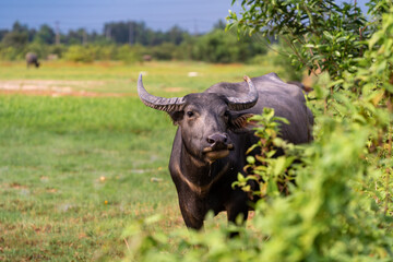 Fototapeta na wymiar Buffalo Vietnam, Long An province, standing on the riverbank with green grass. Scenery of Asian domestic animals. Large animals in the habitat.