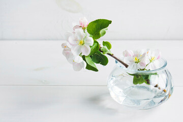 Naklejka na ściany i meble A beautiful sprig of an apple tree with white flowers in a glass vase against a white wooden background. Blossoming branch in a glass with water. Spring still life. Concept of spring or mom day