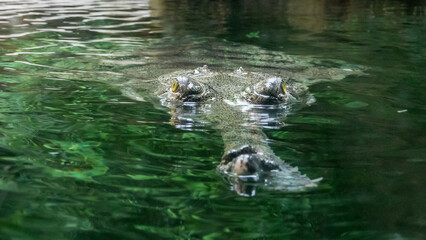 The gharial (Gavialis gangeticus) belongs to the world's most precious crocodiles