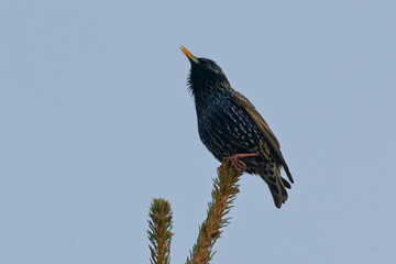 Common starling (Sturnus vulgaris) on a branch