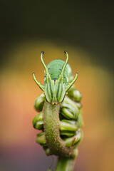 Green Dragonhead Caterpillar on top of leaf with bokeh background