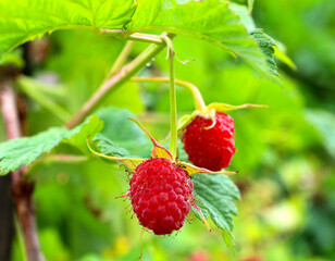 Close-up of two ripe raspberries hanging on a branch among green leaves
