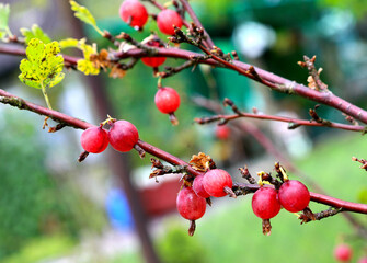 Close-up of ripe red gooseberries hanging on a branch