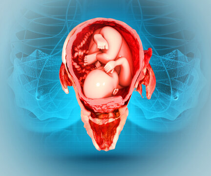 10 week baby images in womb