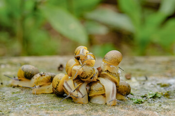 Wild slimy Snails colony crawling on rocky habitat ecosystem,spring animal macro, nature 4k