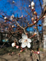first flower on a fruit tree in early spring