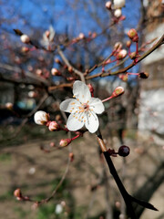 first flower on a fruit tree in early spring
