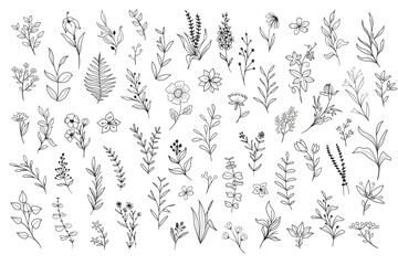 Wild Flower Illustrations - Flower Vector Graphics - Floral Illustration - Cutting Files - Vector Set - Wild Flowers - Leaf - Leaves - Collection - Nature - Transparent - Isolated - Illustrator - PNG	
