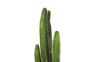 Cozy hobby - growing house plants, cactus, isolated on white background