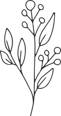 collection forest fern eucalyptus art foliage natural
leaves herbs inline style. Decorative beauty, elegant illustration 
Vector flower Botanical