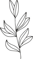 Fototapeta na wymiar collection forest fern eucalyptus art foliage natural leaves herbs inline style. Decorative beauty, elegant illustration Vector flower Botanical