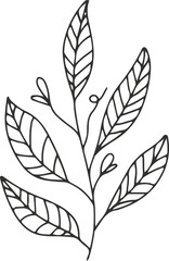 collection forest fern eucalyptus art foliage natural
leaves herbs inline style. Decorative beauty, elegant illustration 
Vector flower Botanical