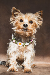 Keiner Yorkshire Terrier