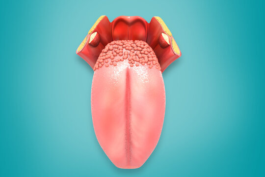 Human tongue anatomy. 3d illustration