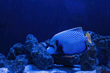 Naklejka na ściany i meble Underwater shot of Pomacanthus imperator fish