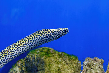 Underwater shot of Gymnothorax favagineus fish