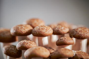 Beech mushroom,Close-up of Beech mushroom