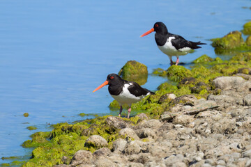 Two Eurasian Oystercatchers standing near water