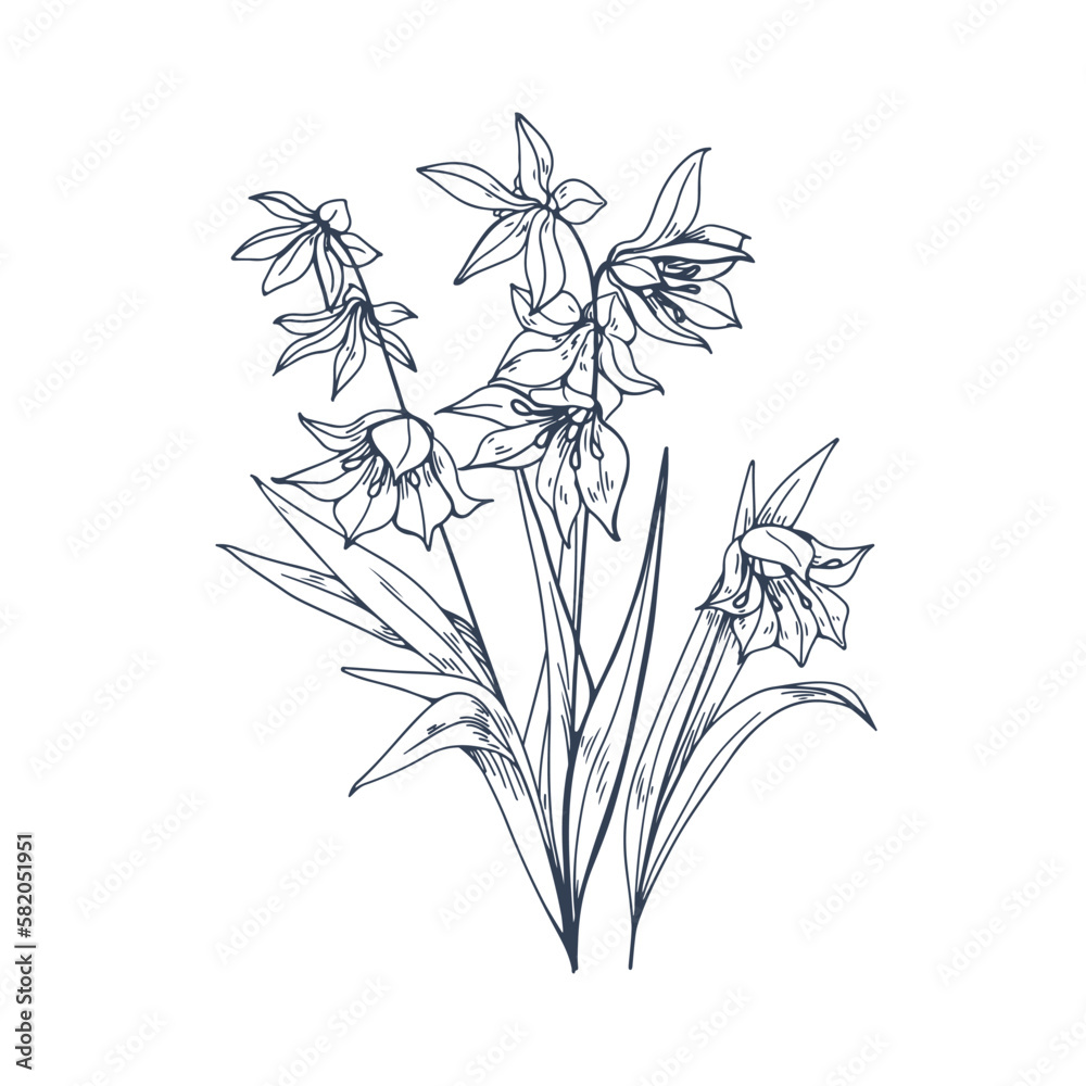 Wall mural Engraved scilla, blossomed flower. Blooming floral plant in vintage retro style. Spring squills with leaves, etching. Botanical drawing, hand-drawn vector illustration isolated on white background - Wall murals