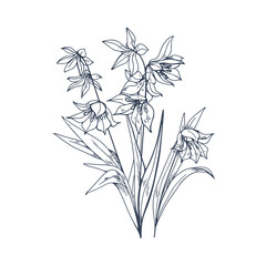 Engraved scilla, blossomed flower. Blooming floral plant in vintage retro style. Spring squills with leaves, etching. Botanical drawing, hand-drawn vector illustration isolated on white background