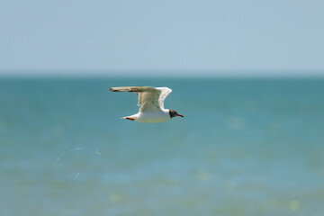 A black-headed gull in flight on the beach