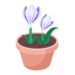 Purple Crocus 
