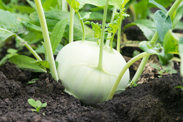 The kohlrabi turnip has grown and ripened in a garden bed. Kohlrabi cabbage is ready for harvest - obrazy, fototapety, plakaty