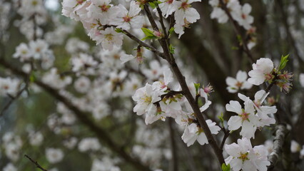 Almond gardens, Almond orchard in bloom. Blossoming trees in Israel