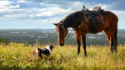 An Aussie dog and a brown horse look at each other meet on the street in the summer in a village in...