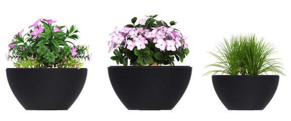 decorative flower in a pot isolated on white background, 3D illustration, cg render