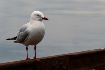 seagull on the pier