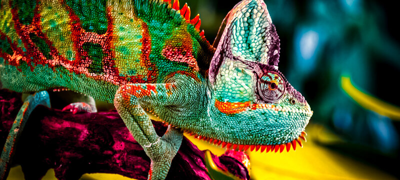 Fototapeta close up of a lizard