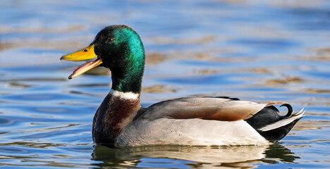 male mallard duck swimming on the lake