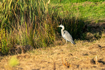 Great blue heron on a sunny morning at the water's edge. Swamp grasses and reeds form the background