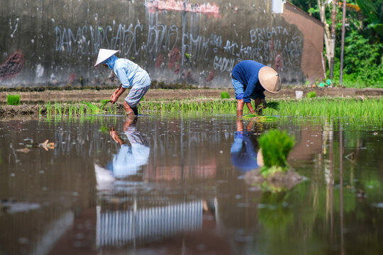 Two female farmers are planting rice on the field.