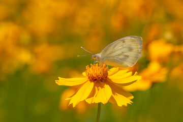small white butterfly sitting on yellow flower